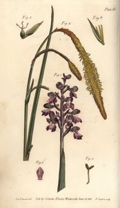 Orquídea púrpura, Orchis mascula, Gynandria de Sydenham Teast Edwards