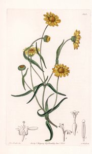 Queen Daisy of California - Gravado por S.Watts, de uma ilustração de Sarah Anne Drake (1803-1857), do Botanical Register of Sydenham Edwards (1768-1819), Inglaterra de Sydenham Teast Edwards