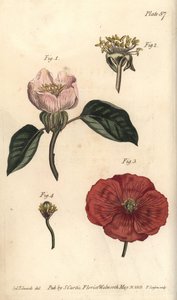 Flor de marmelo, Cydonia oblonga, Icosandria de Sydenham Teast Edwards