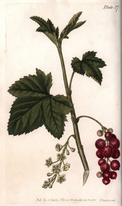 Corinto vermelho. Gravura em cobre colorido, ilustração de Sydenham Edwards (1768-1819) para Conferências de Botanical, Jardim Botânico de Lambeth (Inglaterra) de Sydenham Teast Edwards