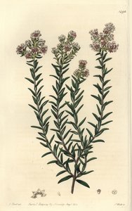 Soulangia vermelha, Soulangia rubra. Gravura em chapa de cobre colorida à mão por S. Watts após uma ilustração de J. Hart do Sydenham Edwards