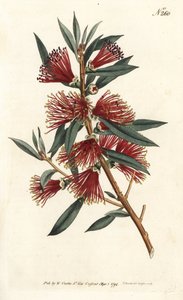 Rince bottle citrine, bottle rinse ou red pin plant - Crimson bottlebrush, Callistemon citrinus (Harsh-Lev