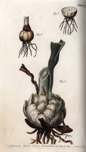 Raiz e bulbo de lírios. Gravura em cobre colorido, ilustração de Sydenham Edwards (1768-1819) para Conferências de Botanical, Jardim Botânico de Lambeth (Inglaterra) de Sydenham Teast Edwards