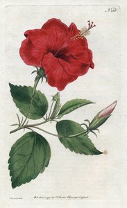 Rose de Chine - Litografia de Sydenham Edwards (1768-1819), placa da revista Botanical de William Curtis (1746-1799) de Sydenham Teast Edwards