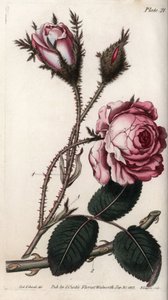 Rose, rosa floresce cem folhas. Gravura em cobre colorido, ilustração de Sydenham Edwards (1768-1819) para Conferências de Botanical, Jardim Botânico de Lambeth (Inglaterra) de Sydenham Teast Edwards
