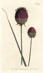 Alho de cabeça redonda, Allium sphaerocephalon (alho de cabeça roxa, Allium descende). Gravura em chapa de cobre colorida à mão por Sansom após uma ilustração de Sydenham Edwards da revista Botanical de William Curtis, Londres de Sydenham Teast Edwards