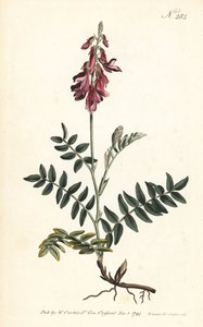 Sainfoin des Alpes - Sanfoin alpino, Hedysarum hedysaroides (Hedysarum obscurum enraizado) - Gravura em chapa de cobre colorida à mão por Sansom depois de uma ilustração de Sydenham Edwards da revista Botanical de William Curtis, Londres de Sydenham Teast Edwards