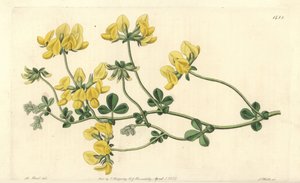 Lótus de areia - Lótus de areia, Lotus arenarius. Gravura em chapa de cobre colorida à mão por S. Watts após uma ilustração de M. Hart do Sydenham Edwards