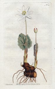 Sanguinaire du Canada - Litografia de Sydenham Edwards (1768-1819), placa da revista Botanical Magazine de William Curtis (1746-1799) de Sydenham Teast Edwards