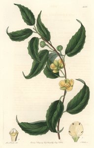 Schisandra tem flores amarelas, nativas do Nepal - Water forte de S. Watts, de uma ilustração de Sarah Anne Drake (1803-1857), do Botanical Register de Sydenham Teast Edwards