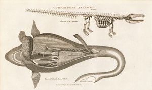 Anatomia do tubarão e esqueleto do crocodilo de Sydenham Teast Edwards