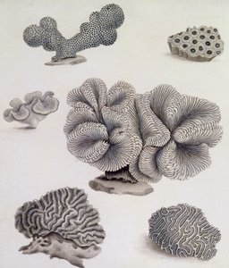 Conchas e Flora marinha (lápis, caneta, tinta e aquarela) (ver também 351985, 351986 e 351987) de Sydenham Teast Edwards