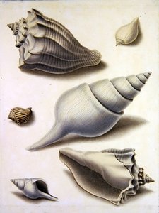 Conchas e Flora marinha (lápis, caneta, tinta e aquarela sobre papel) (ver também 351984, 351985 e 351987) de Sydenham Teast Edwards