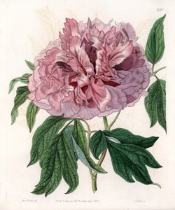 Peônia de arbusto ou de ovelha - Tábua gravada por S.Watts, de uma ilustração de Sarah Anne Drake (1803-1857), do Botanical Register of Sydenham Edwards (1768-1819), Inglaterra de Sydenham Teast Edwards