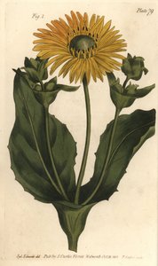 Silphium ou alga-de-colónia, Silphium asterisco, Polygamia nessaria. Gravura em chapa de cobre colorida à mão por F. Sansom de uma ilustração botânica de Sydenham Edwards para as Palestras de Botânica de William Curtis, conforme entregue no Jardim Botânico de Sydenham Teast Edwards