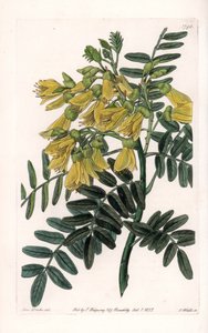 South American sophora variete - Gravado por S.Watts, a partir de uma ilustração de Sarah Anne Drake (1803-1857), do Botanical Register of Sydenham Edwards (1768-1819), Inglaterra de Sydenham Teast Edwards