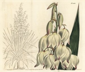 Punhal espanhol ou a soberba agulha de Adam, Yucca gloriosa. Gravura em chapa de cobre colorida à mão por F. Sansom Jr. após ilustração de Sydenham Edwards da revista Botanical Magazine de William Curtis, T. Curtis, Londres de Sydenham Teast Edwards