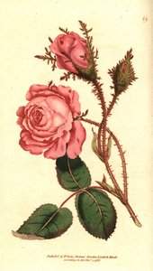 Rosa cintilante (rosa cintilante) - Musgo rosa, Rosa centifolia f. muscosa (Rosa muscosa). Gravura em chapa de cobre colorida à mão depois de uma ilustração botânica da revista The Botanical Magazine de William Curtis, Lambeth Marsh, Londres de Sydenham Teast Edwards