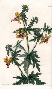 Spicy Poppy - Placa gravada por S.Watts, de uma ilustração de Sarah Anne Drake (1803-1857), do Botanical Register of Sydenham Edwards (1768-1819), Inglaterra de Sydenham Teast Edwards