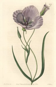 Esplêndido calocorte (esplêndida mariposa), nativo da Califórnia - Satiny calochortus ou esplêndido lírio de mariposa, Calochortus splendens, nativo da Califórnia - Gravura em chapa de cobre colorida à mão S. Watts depois de uma ilustração de Miss Drake, d de Sydenham Teast Edwards