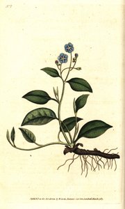 Spring Omphalodes ou Printaniere Little Borage - Creeping navelwort, Omphalodes verna (navelwort azul, Cynoglossum omphalodes). Gravura em chapa de cobre colorida à mão depois de uma ilustração botânica de James Sowerby da revista The Botanical Magazine, d de Sydenham Teast Edwards