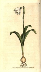 Spring level ou Claudinette - Spring snowflake, Leucojum vernum. Gravura em chapa de cobre colorida à mão depois de uma ilustração botânica de James Sowerby da revista The Botanical Magazine de William Curtis, Lambeth Marsh, Londres. de Sydenham Teast Edwards