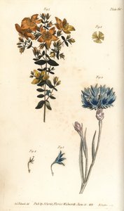 Erva de São João, Hypericum perforatum, Polyadelphia de Sydenham Teast Edwards