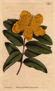 Erva de São João com flores amarelas largas. Grande floração de St. John