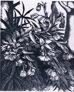 Stinking Hellebore, Nature in Britain publicado pela Collins de Sydenham Teast Edwards