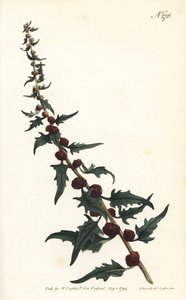 Espinafre de morango em baguete - Pés de cabra, Chenopodium foliosum (Strawberry blite, Blitum virgatum). Gravura em chapa de cobre colorida à mão por Sansom após ilustração de Sydenham Edwards da revista Botanical Magazine de William Curtis, Londres de Sydenham Teast Edwards