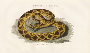 Serpente de chocalho listrada de Sydenham Teast Edwards