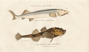 Sturgeon e Pogge de Sydenham Teast Edwards