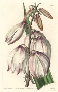 Superb Yucca - Water forte de S. Watts, de uma ilustração de Sarah Anne Drake (1803-1857), do Botanical Register de Sydenham Teast Edwards