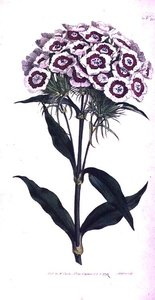 Sweet William ou Bearded Pink (Dianthus barbatus), placa 205 de William Curtis