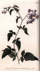 Sombra doce amarga ou amarga. Gravura em cobre colorido, ilustração de Sydenham Edwards (1768-1819) para Conferências de Botanical, Jardim Botânico de Lambeth (Inglaterra) de Sydenham Teast Edwards