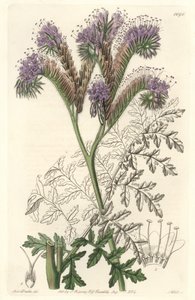Tansy leaf phacelia, nativa da Califórnia - Water forte de S. Watts a partir de uma ilustração de Sarah Anne Drake (1803-1857), do Botanical Register de Sydenham Teast Edwards