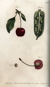 O pericarpo de ervilha (leguminoso) e secção do fruto de cereja (ou cereja selvagem ou aves). Gravura em cobre colorido, ilustração de Sydenham Edwards (1768-1819) para Conferências de Botanical, Jardim Botânico de Lambeth (Inglaterra) de Sydenham Teast Edwards