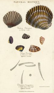 Thorny cockle, Cardium echinatum, ronronado truncado, Donax crenulata, e casca de oito dentes, Dentalium octangulatum. Gravura em chapa de cobre colorida à mão após Sydenham Edwards de John Mason Good