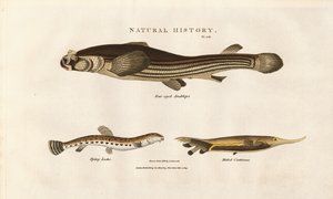 Três espécies de peixes invulgares de Sydenham Teast Edwards
