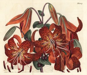 Tiger lily - Tiger lily, Lilium lancifolium (Tyger-spotted Chinese lily, Lilium tigrinum). Gravura em chapa de cobre colorida à mão por F. Sansom Jr. após ilustração de Sydenham Edwards da revista Botanical Magazine de William Curtis, T. Curtis, Londres. de Sydenham Teast Edwards