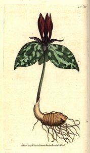 Toadshade ou sessile trillium, Trillium sessile. Gravura em chapa de cobre colorida à mão depois de uma ilustração botânica de James Sowerby da revista The Botanical Magazine de William Curtis, Lambeth Marsh, Londres. de Sydenham Teast Edwards