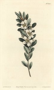 Árvore a the ou murta australiana - Árvore de chá da costa, Leptospermum laevigatum (Smooth fabricia, Fabricia laevigata). Gravura em chapa de cobre colorida à mão por F. Sansom Jr. após uma ilustração de Sydenham Edwards da revista Botanical de William Cu de Sydenham Teast Edwards
