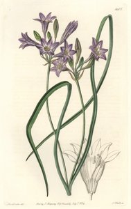 Triteleia ou brodiacea lache - Water forte de S. Watts de uma ilustração de Sarah Anne Drake (1803-1857), do Botanical Register de Sydenham Teast Edwards