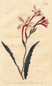 A Tritonia tem uma folha encaracolada e flores rosas, carmesim e brancas, nativas da África do Sul. Tritônia frisada com flores rosas, carmesim e brancas. Nativa da África do Sul. Tritonia crispa. Gravura em chapa de cobre colorida à mão a partir de uma il de Sydenham Teast Edwards