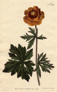 Troll ou bola de ouro asiática com flor amarela escura, nativo da Sibéria e da Capadócia. Flor de globo asiático com flor amarela profunda. Nativo da Sibéria e da Capadócia. Trollius asiaticus. Gravura em chapa de cobre colorida à mão a partir de uma ilust de Sydenham Teast Edwards