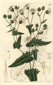 Nabo de nabo de almíscar-succory, Moscharia pinnatifida. Gravura em chapa de cobre colorida à mão por S. Watts depois de uma ilustração de Miss Sarah Drake do Registo Botânico de Sydenham Edwards, Ridgeway, Londres. de Sydenham Teast Edwards