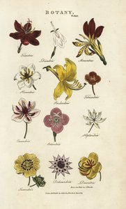 Tipos de flores: Triandria, Diandria, Haskatria, Pendandria, Tetrandria, etc. Gravura em chapa de cobre colorida à mão após Sydenham Edwards de John Mason Good