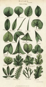 Tipos de folhas de plantas. Gravura em chapa de cobre colorida à mão depois de Sydenham Edwards de John Mason Good
