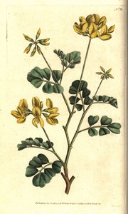 Valencia Coronilla - Escorpião ervilhaca, Coronilla valentina subsp. glauca (Coronilla glauca verde-marinho ou de cheiro dia, Coronilla glauca). Gravura em chapa de cobre colorida à mão depois de uma ilustração botânica de Sydenham Edwards da revista The B de Sydenham Teast Edwards