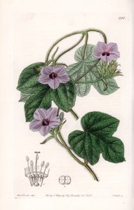 Variiete d